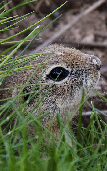 Close-up of a lizard on a field