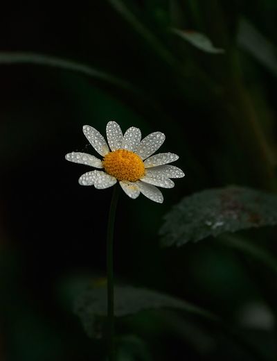 Close-up of flower blooming outdoors