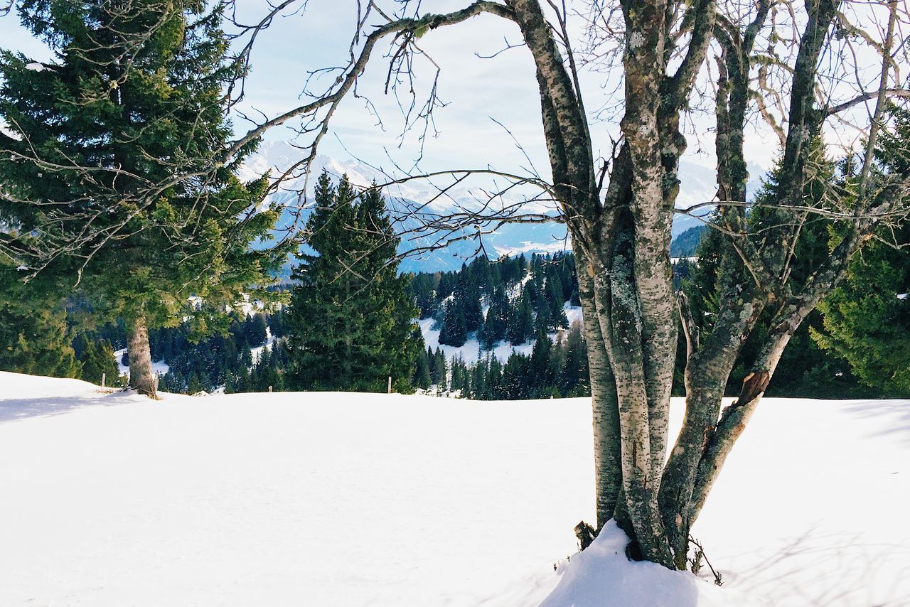 TREES GROWING ON SNOW COVERED LAND AGAINST TREE