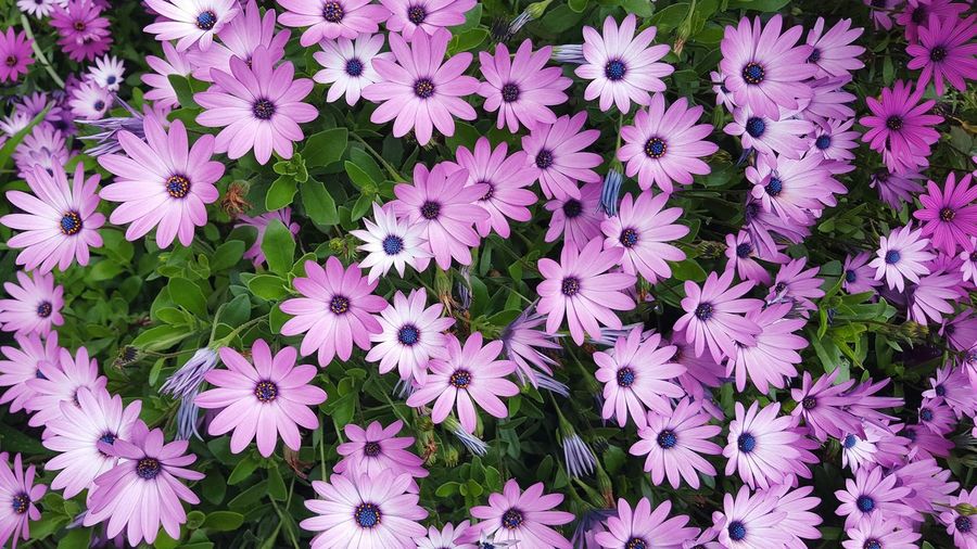 Full frame shot of pink osteospermum flowers blooming outdoors