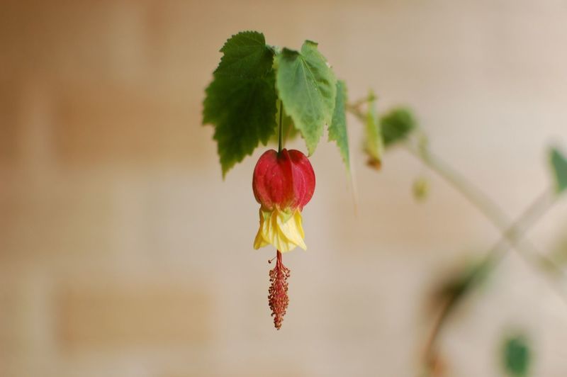 Close-up of red flower