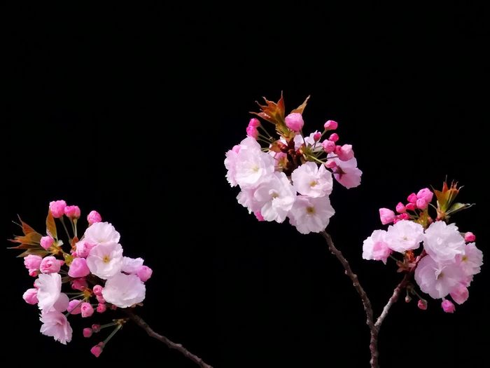 Close-up of pink cherry blossom against black background