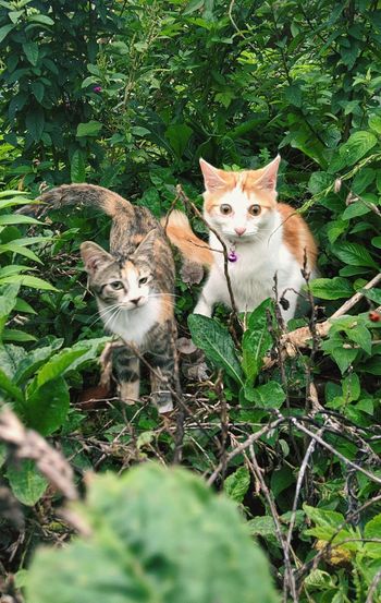 Portrait of cats on ground