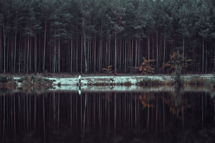 Reflection of trees on lake