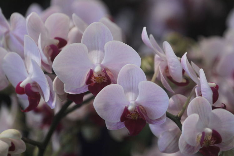 Close-up of pink phalaenopsis