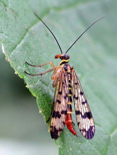 Close-up of scorpion fly