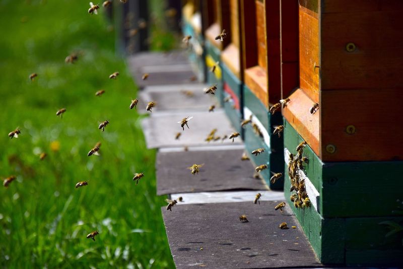 Close-up of bees at hive