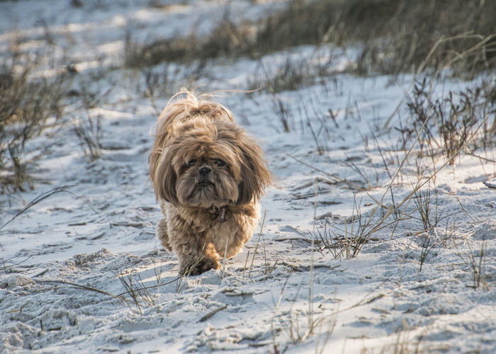 Shih tzu dog walking on marshy beach
