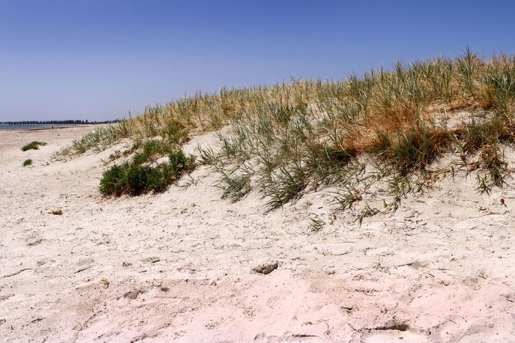 Plants on sand dune against clear sky