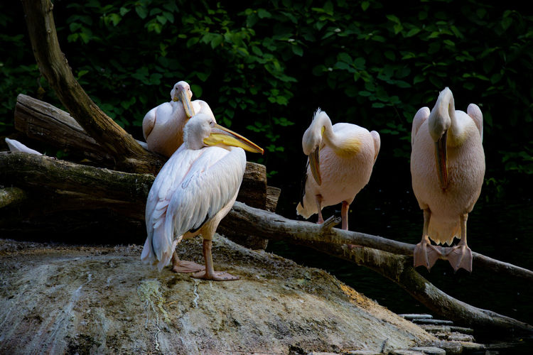 Flock of birds perching on wood