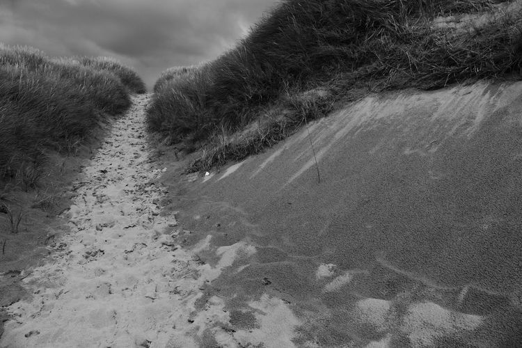 Grass amidst sand at beach