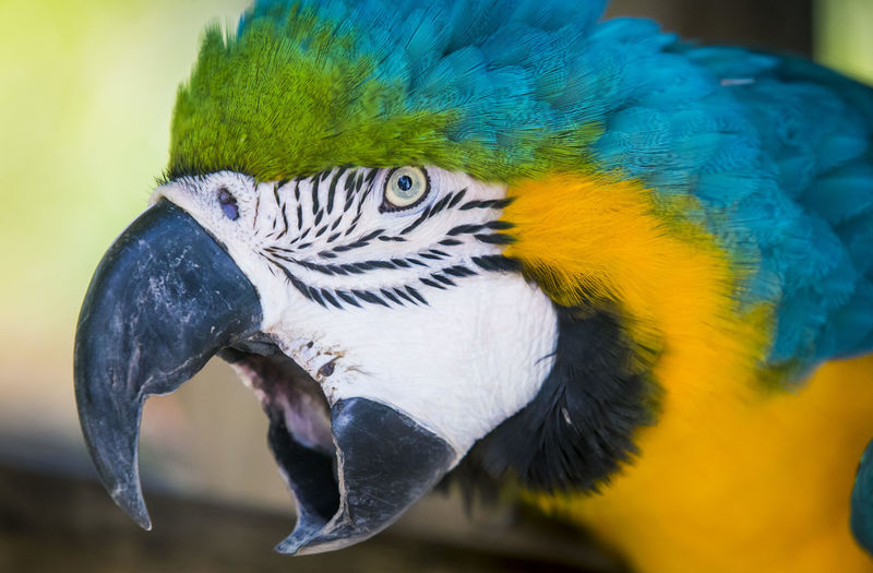 Close-up of gold and blue macaw with open mouth
