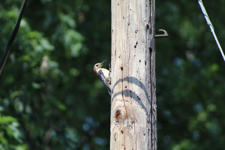 Woodpecker on tree trunk