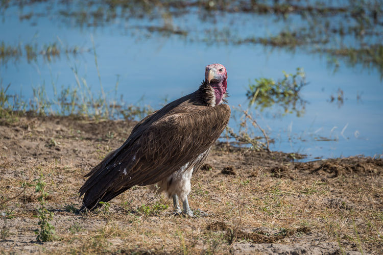 Vulture looking away against river