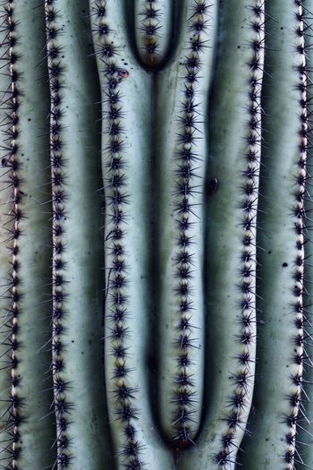 Full frame shot of cactus plants during winter