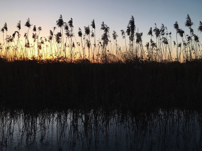 Silhouette plants against sky during sunset
