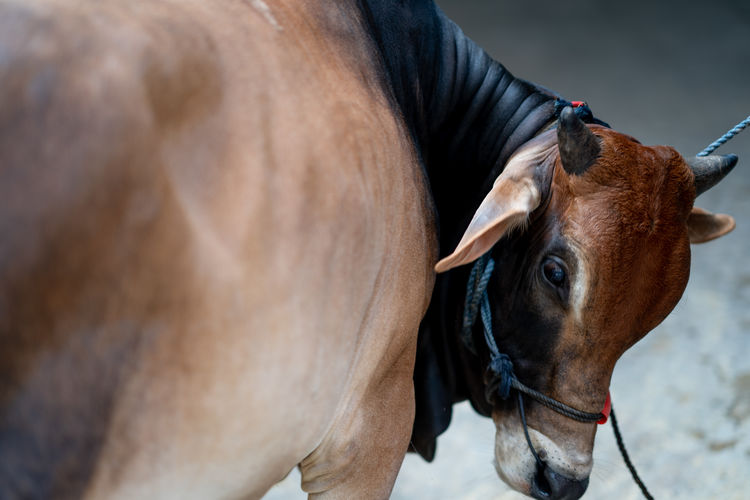 Close-up of brown cow taken from the side 