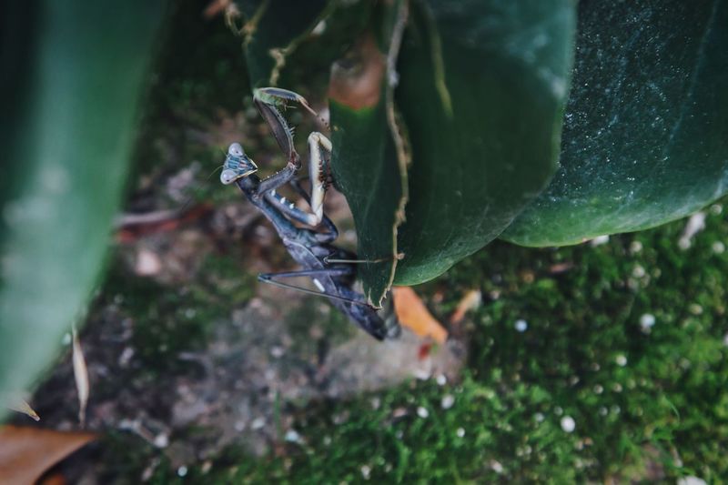 Close-up of praying mantis on leaf
