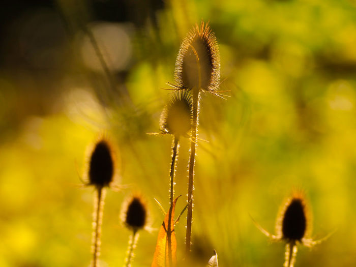 Close-up of flowering plant