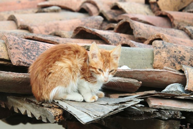 Close-up of cat lying on roof