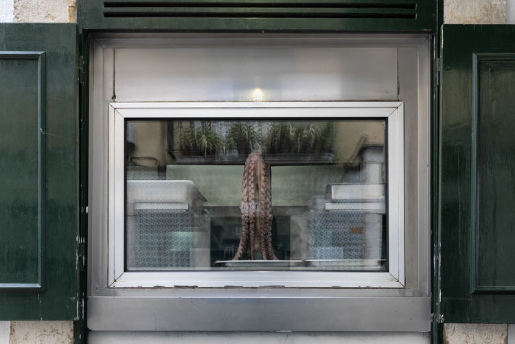 Octopus seafood restaurant 