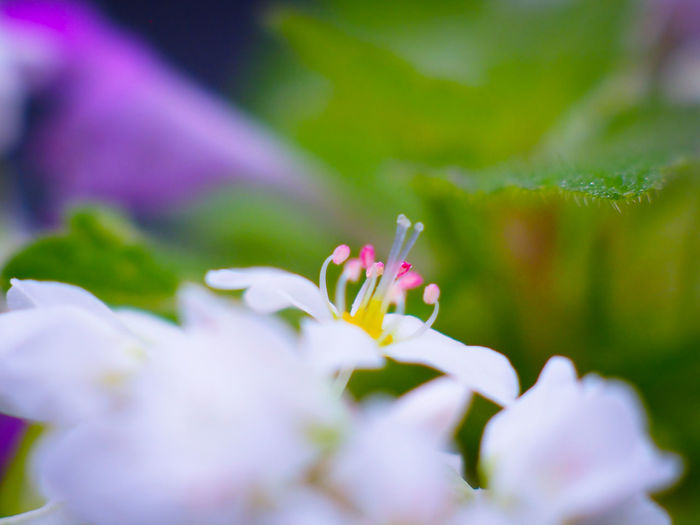 Close-up of pink flowering plant