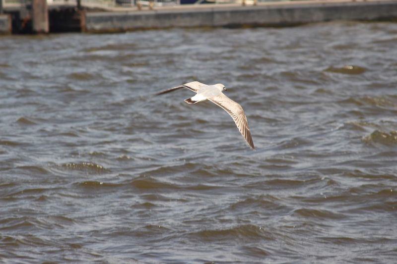Seagull flying over sea