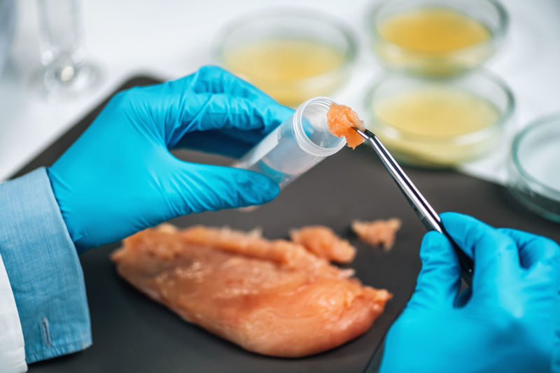 Food safety inspector searching for the presence of pathogens in raw chicken meat in a laboratory.