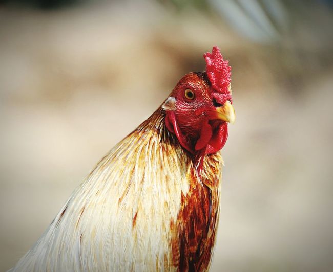 Portrait of chicken