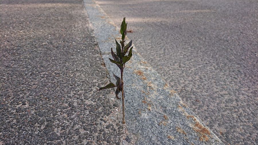 High angle view of plant on road