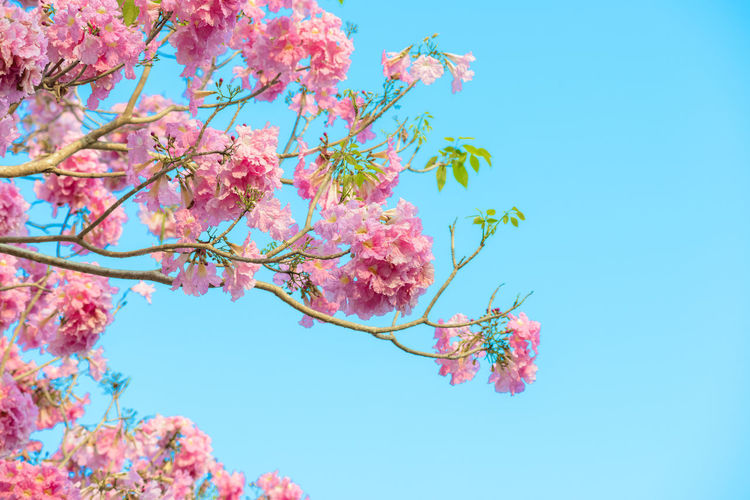 Low angle view of cherry blossom against blue sky