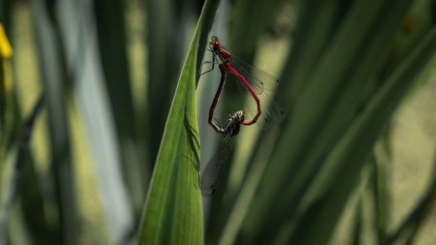 Close-up of dragonflies mating on plant