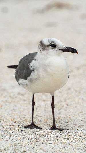 bird