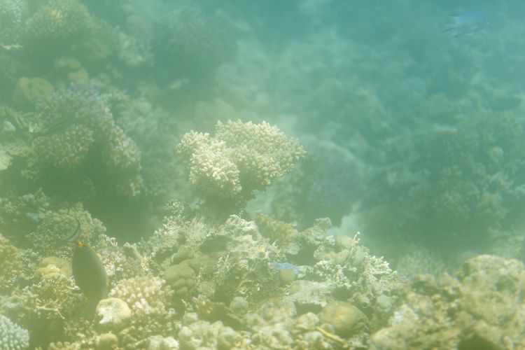 View of fish underwater