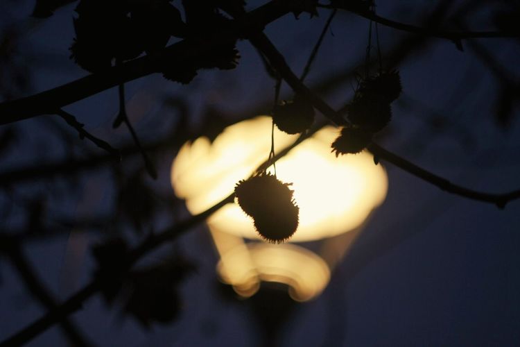 Low angle view of flower hanging on tree at night