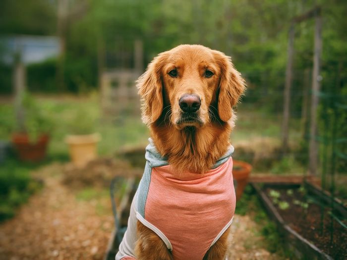 Portrait of dog outdoors