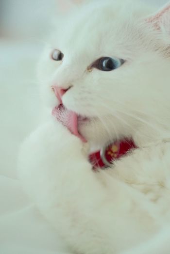 Close-up of white cat