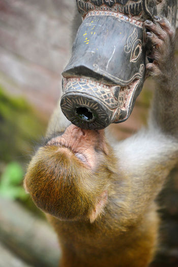 A monkey drinking from a public fountain in swayambhunath, nepal
