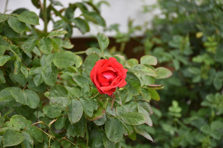 Close-up of rose plant