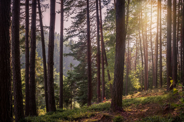 Woodland - a pine forest in austria with beautiful sunlights