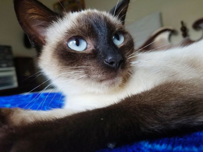 Close-up portrait of a cat