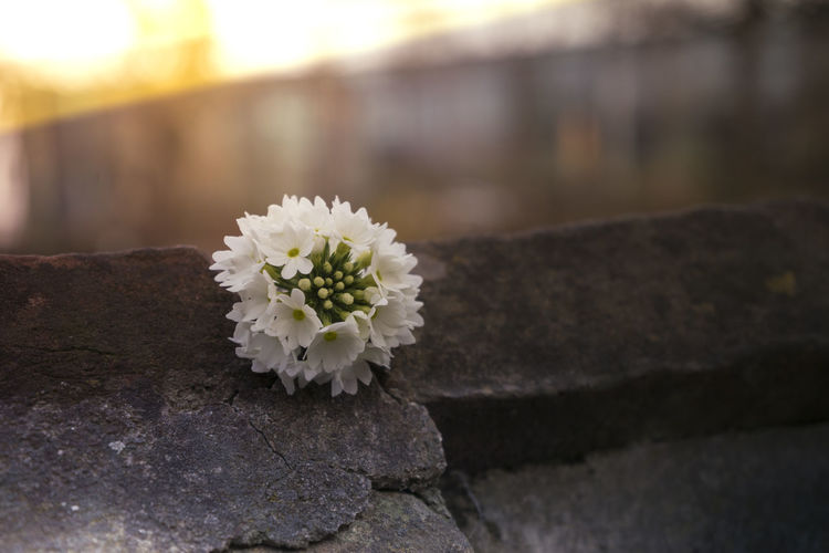 Close-up of white flower on rock