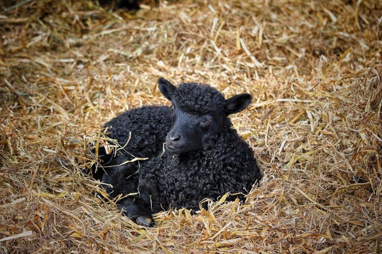 Black sheep on hay