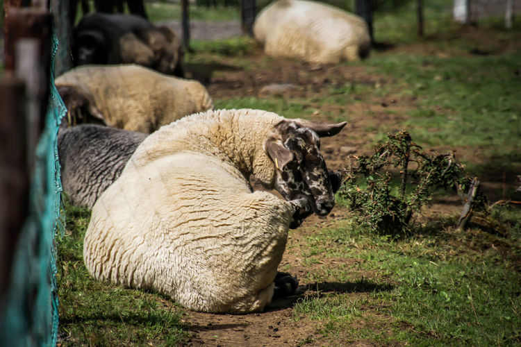 Sheep in a field