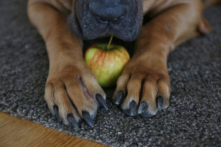 Close up of dog with apple