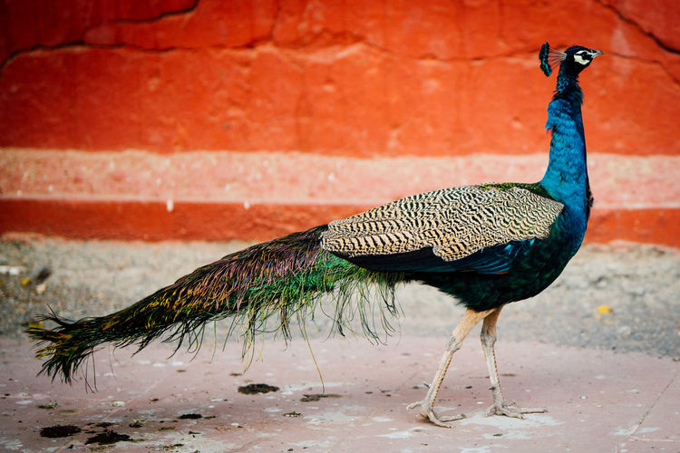 Close-up of peacock against wall
