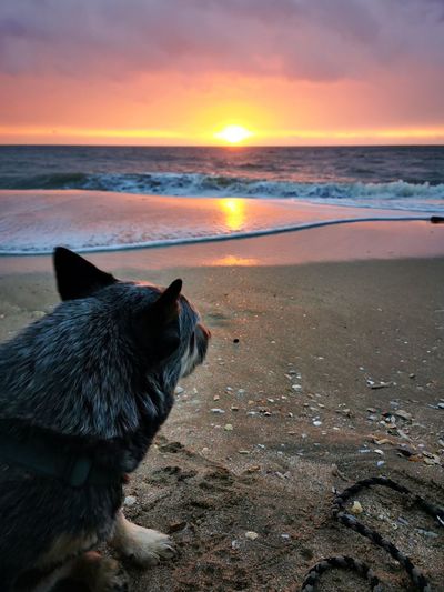 View of dog at beach during sunset