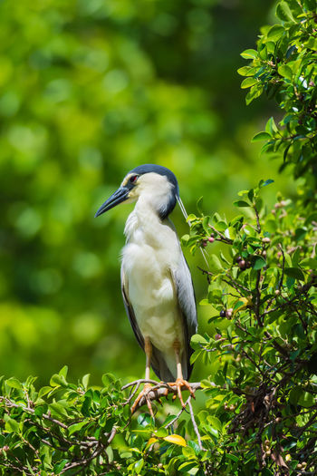 Bird perching on tree