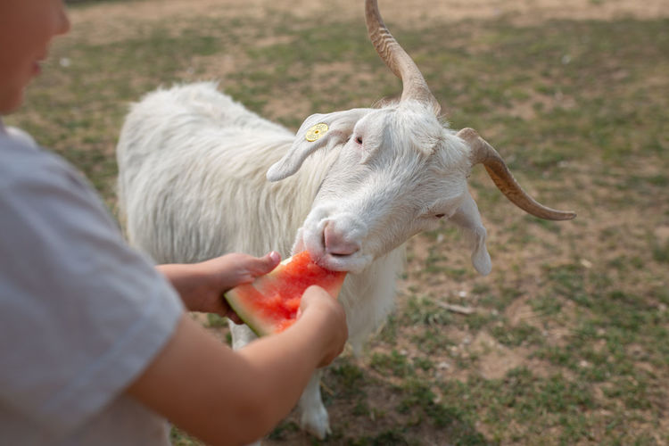 Close up of goat eating watermelon