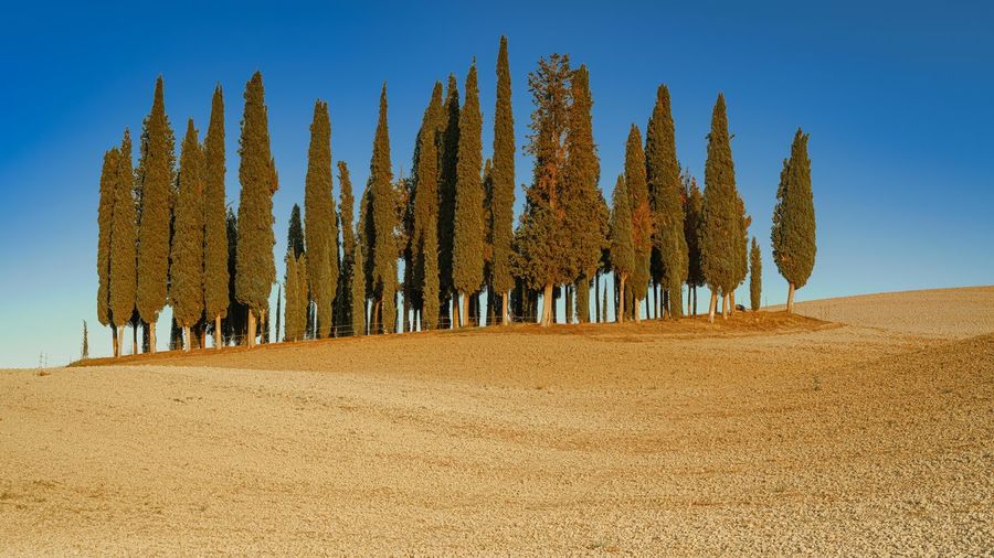 Panoramic shot of trees on desert against sky